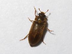 Byturus ochraceus