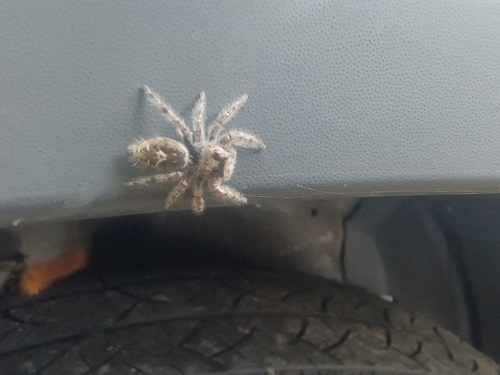 Putnam's Jumping Spider