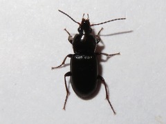 Pterostichus vernalis