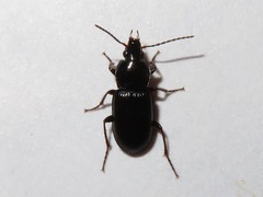 Pterostichus vernalis