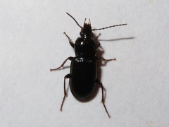 Pterostichus vernalis