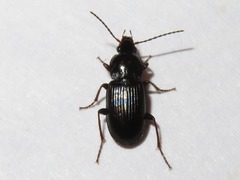 Pterostichus vernalis