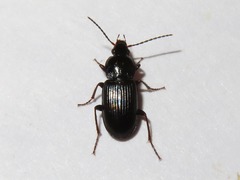 Pterostichus vernalis