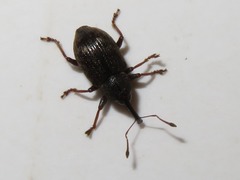 Notaris acridulus