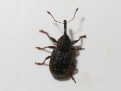 Notaris acridulus