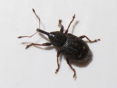 Notaris acridulus