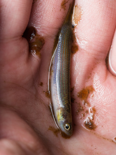 Smallfin rivulus (Anablepsoides micropus) — Rivulidae — 2