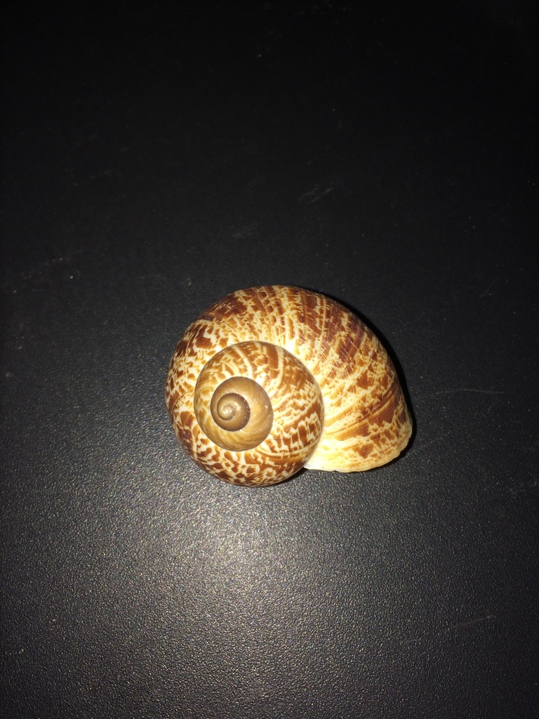 Obba listeri