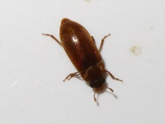 Byturus ochraceus