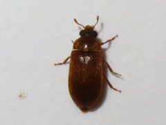 Byturus ochraceus