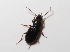 Pterostichus strenuus
