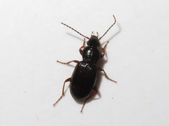 Pterostichus strenuus