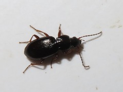 Pterostichus strenuus