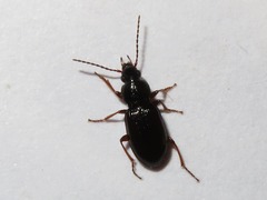 Pterostichus strenuus