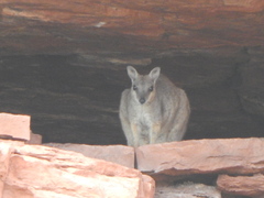 Petrogale brachyotis