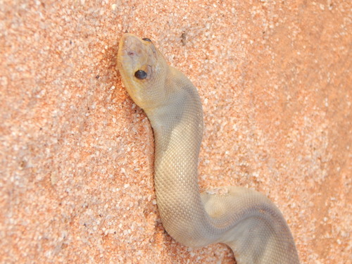 Woma Python sighting