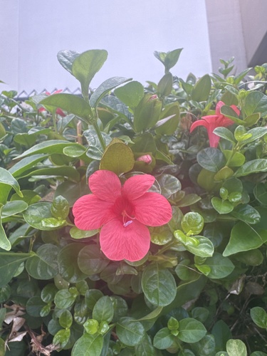 Barleria repens observed 2026-08-24
