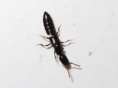 Xantholinus longiventris
