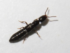 Xantholinus longiventris