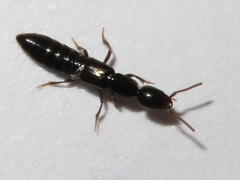 Xantholinus longiventris