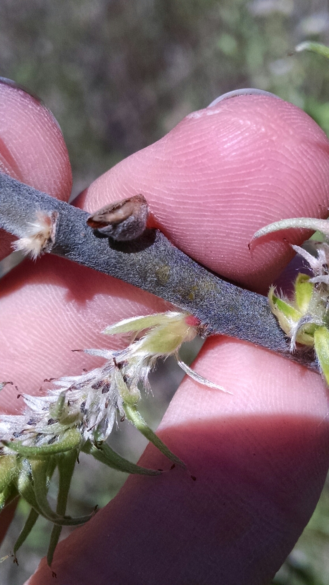 Salix X conifera