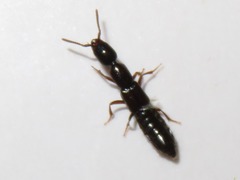 Xantholinus longiventris