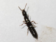 Xantholinus longiventris