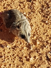 Sminthopsis macroura