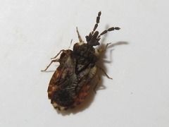Aradus depressus