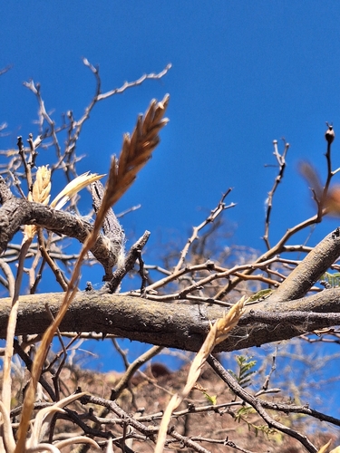 Tillandsia reichenbachii, photograph 1