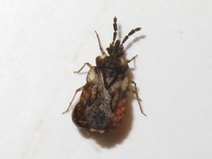 Aradus depressus