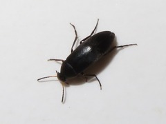 Anaspis rufilabris