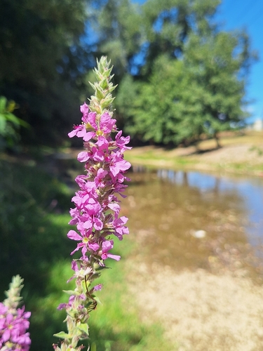 purple loosestrife