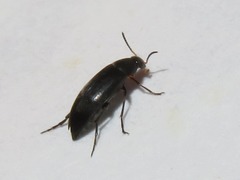 Anaspis rufilabris