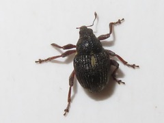 Rhinoncus leucostigma