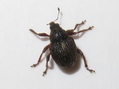 Rhinoncus leucostigma