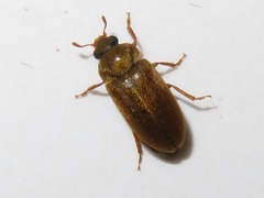 Byturus ochraceus