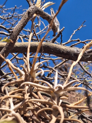 Tillandsia reichenbachii, photograph 4