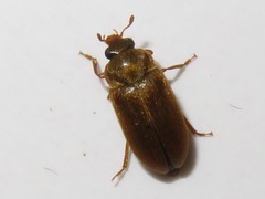 Byturus ochraceus