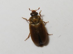 Byturus ochraceus