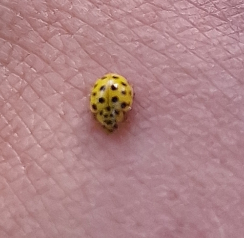 22-spot Ladybird