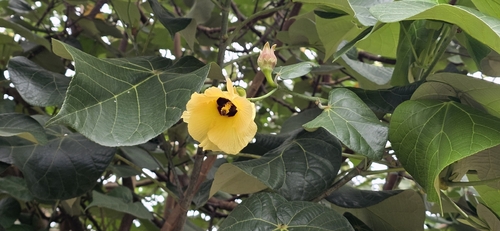 Gossypium barbadense observed 2026-08-24