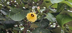 Gossypium barbadense