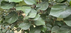 Gossypium barbadense, photograph (c) Barry Stewart, some rights reserved (CC BY)