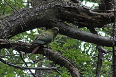 Enicognathus ferrugineus