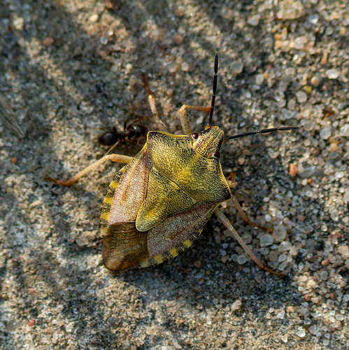 Black-shouldered Shieldbug