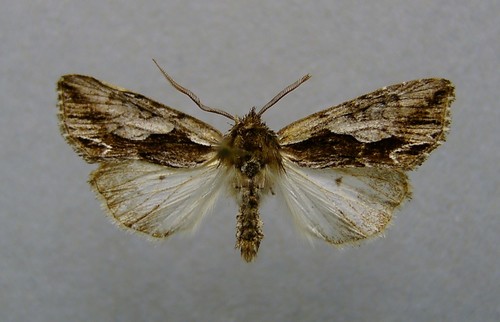 Noctuelle rameuse (la)