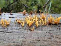 Calocera guepinioides