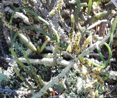 Albuca viscosa