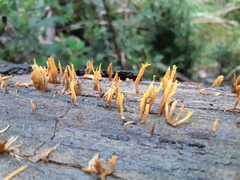 Calocera guepinioides